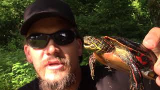 THE WILD-MAN'S WILD FRIENDS VIDEO SERIES - WESTERN PAINTED TURTLE