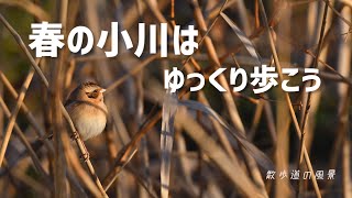 《ゆるい自然観察Vlog140》春の小川で出会えた野鳥7種