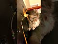 【メインクーン】ダイソーの100均おもちゃに満足する猫 maine coon cat satisfied with daiso s 100 yen toys shorts