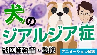 犬のジアルジア症について【獣医師執筆監修】症状から治療方法