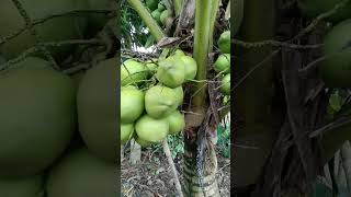 kelapa kopyor#viralvideo