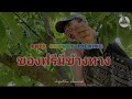 Free cherry picking ของฟรี ข้างทาง ที่ฝรั่งเมิน ในเช็ก Ep.80