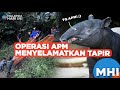 Operasi APM Menyelamatkan Tapir | MHI (5 Jan 2024)