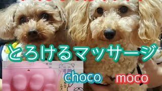 【ゆめごこちにくきゅう】愛犬に噂のマッサージグッズを試してみたら驚きの結果に！！とろける愛犬が可愛すぎる。＃dog#いぬ #わんこ ＃可愛い＃癒やしグッズ