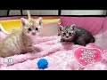 シャンプーをされて困り顔になっちゃった子猫【かぐ告兄妹日記10】kitten with a troubled face after its first shampoo.