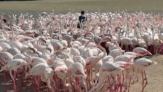 Feeding Flamingos at Ras Al Khor Wildlife Sanctuary in Dubai, UAE