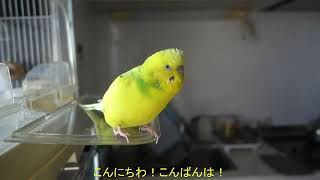 あいさつが止まらないセキセイインコ、チャッピー　Chappie, a budgie can't stop greeting