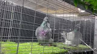 The Most Beautiful and Biggest Mondain Pigeon Collection 2023