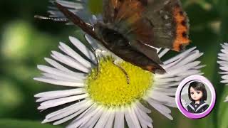 30秒の心象風景22491・チョウのいる構内 2～法華口駅～