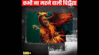 कभी ना मरने वाली चिड़िया 😳 | Facts About Phoenix Bird | #shorts #01facts