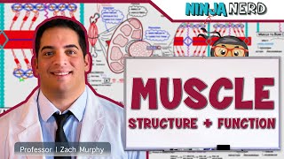 Musculoskeletal System | Muscle Structure and Function