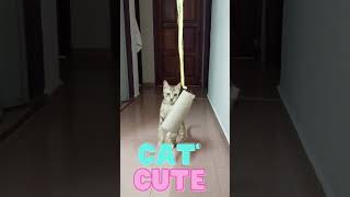 Baby Cats - Cute and Funny Cat Videos (Make you happy)| Aww Animals