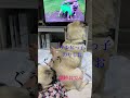 動画を見るパグといびきをかくパグ【パグpug】