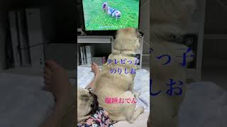 動画を見るパグといびきをかくパグ【パグPug】