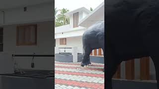 ഒറിജിനൽ പിന്നിൽ ഉണ്ടെ..!!👌🥰Fiber Elephant with original🤣❤️