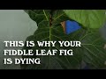 Why is my Fiddle Leaf Fig dying.