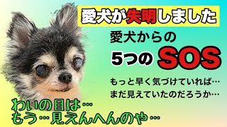 【失明】愛犬の目が見えなくなりました