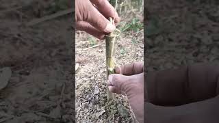 Bamboo Trap for Jungle Survival, Scouting \u0026 Camping