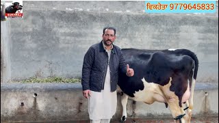 ਪਹਿਲਾਂ ਸੂਆਂ ਗੱਭਣ HF ਵੈਹੜ ਵਿਕਾਊ #sukhrajdairyfarming