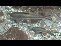 ढोरबाराही मन्दिर दर्शन dhorbarahi temple fishes of dhorbarahi temple