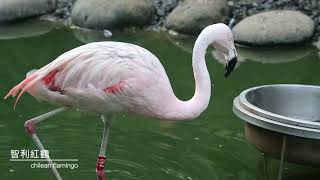 智利紅鶴chilean flamingo (木柵)