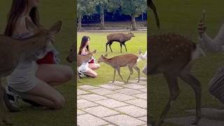 奈良の鹿見て微笑む観光客🦌▶️クリックするとロングバージョンに移ります