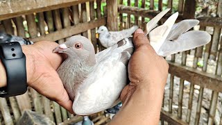 SINUGOD KO MAY ARI NG MGA KALAPATI SA BUNDOK!