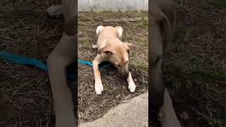 My dog Jack loves to sniff the grass #jackthedog #dog #dogs #doglovers #trending #dogplaying