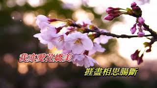 勁草嬌花   林珊珊〈卡拉伴奏版〉