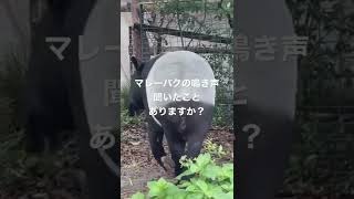 え！こんな声で鳴くの？！　マレーバクの鳴き声 #shorts