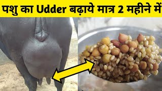 गाय/भैंस की लेवटी बढ़ाए मात्र 2 महीने में||Udder kaise bdhaye| How to increase udder of cow/buffalo.