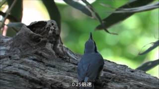 ゴジュウカラ：五十雀：Sitta europaea－金剛山－2015 05 20