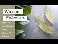 Wax on Wednesdays Creating Skeleton Leaves For Use in Your Art !