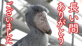 【このコンビは見納め・完結編】ハシビロコウのふたばちゃんと、飼育員さんの夕方。【未公開・ごはんの時間】Shoebill FUTABA掛川花鳥園のハシビロコウふたば公開6周年!