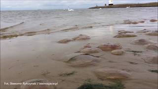 Inwazja meduz na świnoujskiej plaży