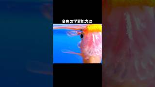 金魚の知能に関する雑学