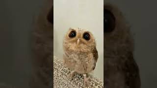 Cute Baby Owl Animals - Funny Owl Animals - Owls Amazing Animals #shorts