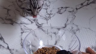 【ASMR】子猫の食事を眺める動画 Kitten Eating Food【咀嚼音】