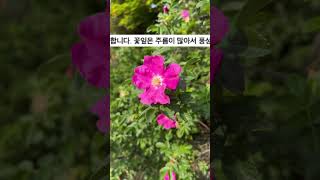 해당화 붉게 피는 섬마을이 절로 생각나게 만드는 해당화꽃 매력을 낱낱이 파헤쳐 볼까요?