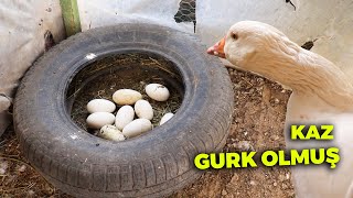 Kazım Gurk Olmuş ! - 5 Günlük Kaz Yumurtası Toplama - Kümes İşleri - Gezen Tavukları Besleme-Çiftlik