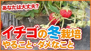 １２月イチゴ栽培は要注意！家庭菜園や農園のイチゴ栽培でやっていいこと・ダメなことを徹底解説！冬のイチゴの育て方や注意点をご紹介【農園ライフ】