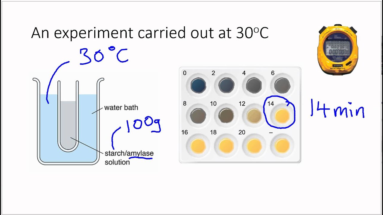 Calculate The Rate Of Enzyme Activity - YouTube