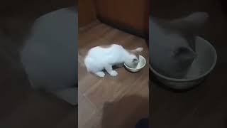 cat drinking milk #catlover #catdrinkingmilk #yum yum yum milk