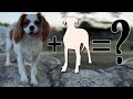 Top 10 Cavalier King Charles Spaniel Mixes