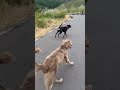 大型犬兄妹の散歩🚶ワイマラナー兄ロットワイラー妹。