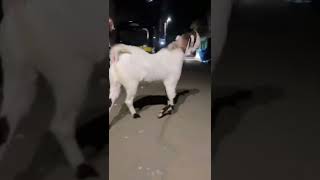 mashallah quality gini goats