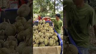 อัพเดทราคาทุเรียนวันนี้ #durian #ทุเรียน  #สวนทุเรียน