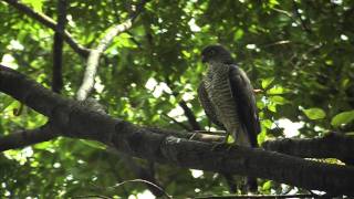 野鳥撮影・ 野鳥　ツミの Japanese sparrowhawk 2