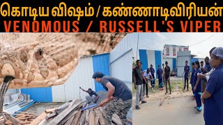 கொடிய விஷமுடைய கண்ணாடிவிரியன் | RUSSELL'S VIPER | VENOMOUS@mchcreations1597