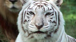 White Tigers - Cruelty NOT Conservation.